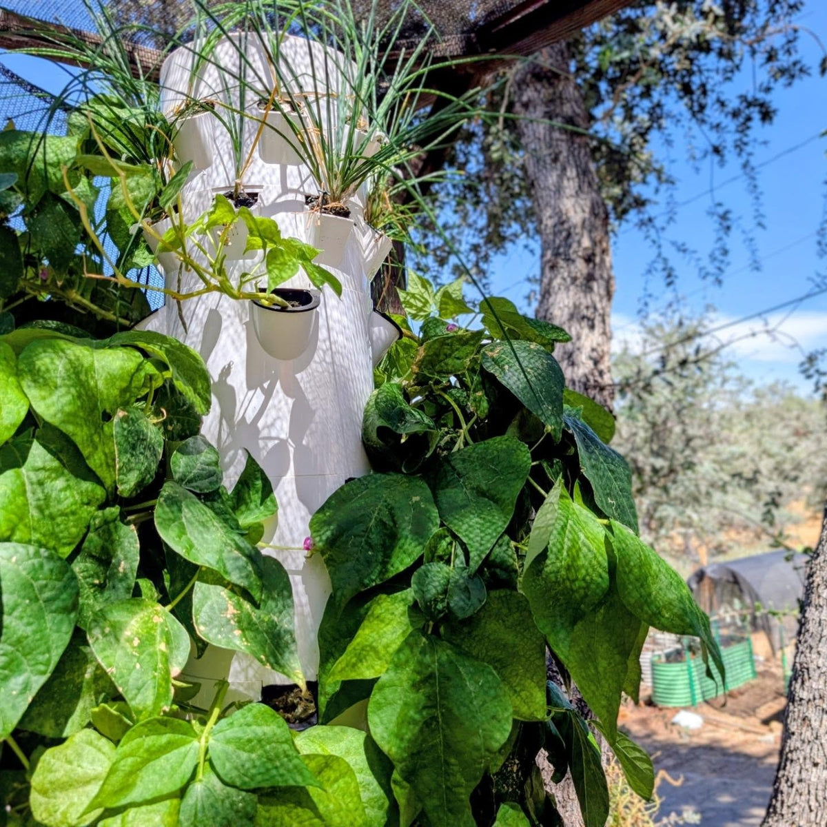 Photo shared with this Botaleo review